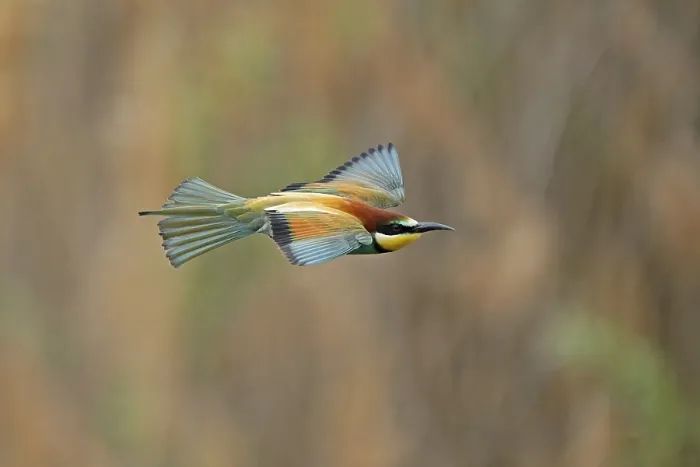Framed Print : Bee-eater (Merops apiaster) in Flight Print, Germany Framed Print : Bee-eater (Merops apiaster) in Flight Print, Germany