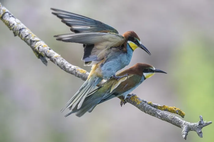Framed Print : Bee-eater (Merops apiaster) Print, Germany Framed Print : Bee-eater (Merops apiaster) Print, Germany