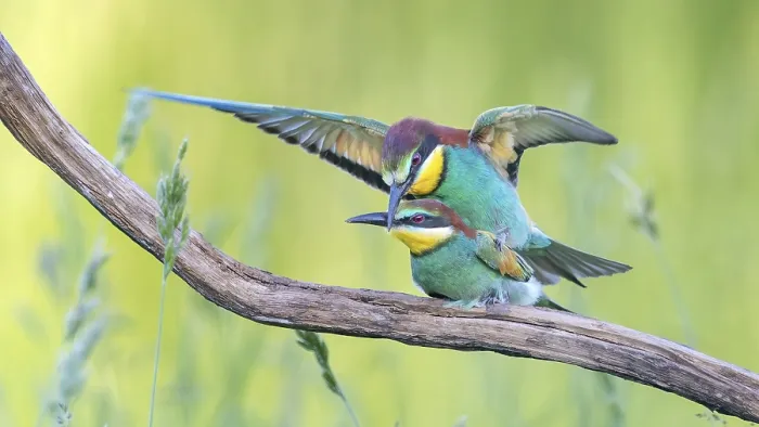 Framed Print : Bee-eater Pair in Flight Print, Saxony-Anhalt, Germany Framed Print : Bee-eater Pair in Flight Print, Saxony-Anhalt, Germany