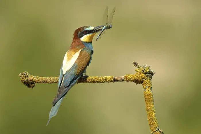 Framed Print : Bee-eater Sits on Branch with Prey, Hungary Print