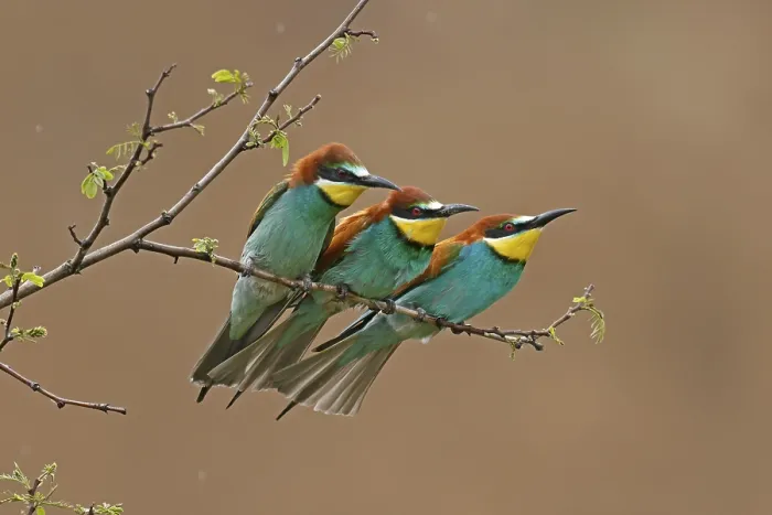 Framed Print : Bee-eater (Merops apiaster) Print, Rhineland-Palatinate, Germany Framed Print : Bee-eater (Merops apiaster) Print, Rhineland-Palatinate, Germany