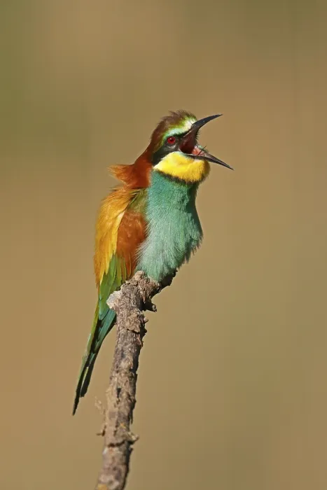 Framed Print : Bee-eater (Merops apiaster) Print, Rhineland-Palatinate, Germany Framed Print : Bee-eater (Merops apiaster) Print, Rhineland-Palatinate, Germany