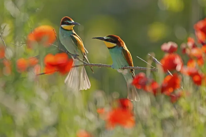 Framed Print : Bee-eater Print, Rhineland-Palatinate, Germany