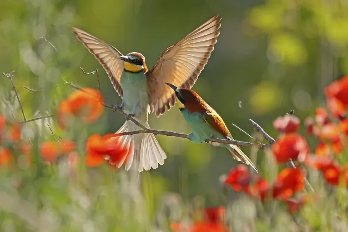 Framed Print : Bee-eater Perched Print, Rhineland-Palatinate, Germany Framed Print : Bee-eater Perched Print, Rhineland-Palatinate, Germany