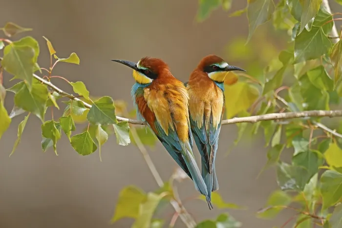 Framed Print : Bee-eater Perched on a Branch Print, Germany Framed Print : Bee-eater Perched on a Branch Print, Germany