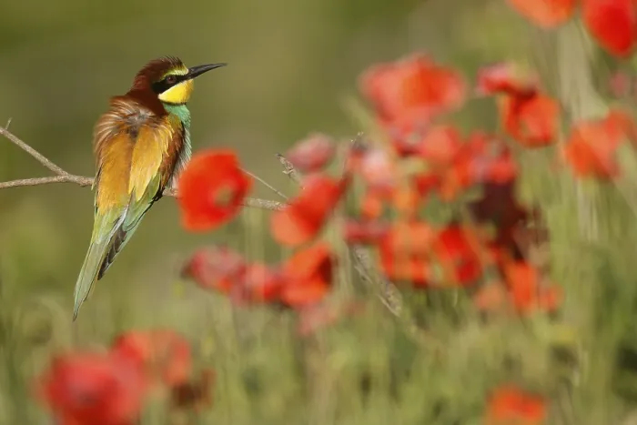 Framed Print : Bee-eater Print, Rhineland-Palatinate, Germany