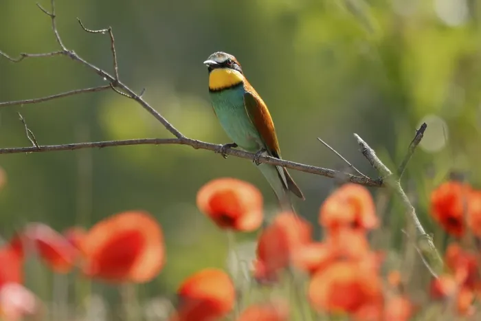 Framed Print : Bee-eater Print, Rhineland-Palatinate, Germany Framed Print : Bee-eater Print, Rhineland-Palatinate, Germany