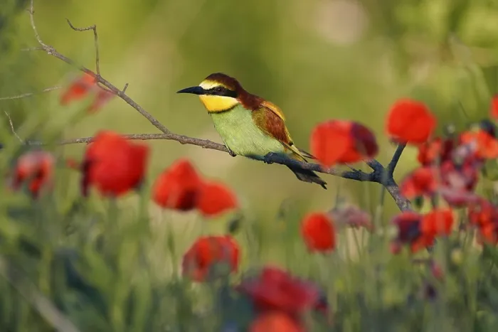 Framed Print : Bee-eater Print, Rhineland-Palatinate, Germany