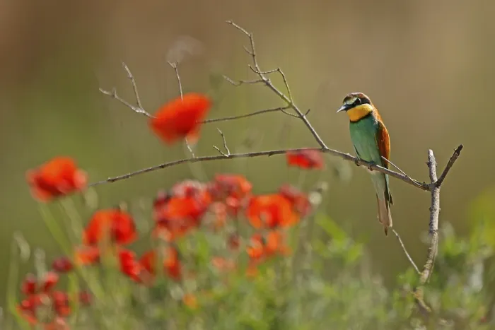 Framed Print : Bee-eater Print - Rhineland-Palatinate, Germany