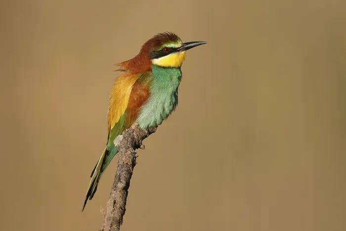 Framed Print : Bee-eater Perched on a Branch Print, Germany Framed Print : Bee-eater Perched on a Branch Print, Germany