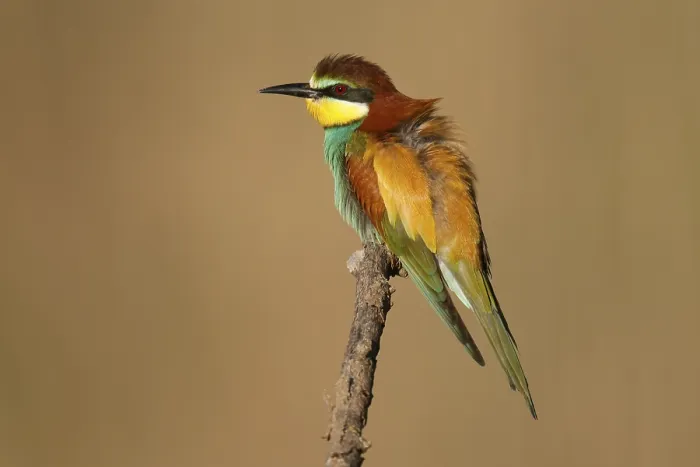 Framed Print : Bee-eater Perched on a Branch Print Framed Print : Bee-eater Perched on a Branch Print