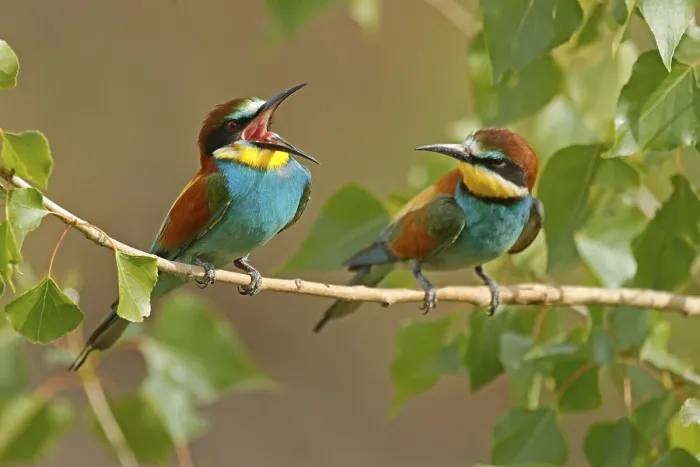 Framed Print : Bee-eater Print, Rhineland-Palatinate, Germany