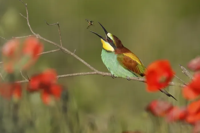 Framed Print : Bee-eater Perched on a Branch Print, Germany Framed Print : Bee-eater Perched on a Branch Print, Germany