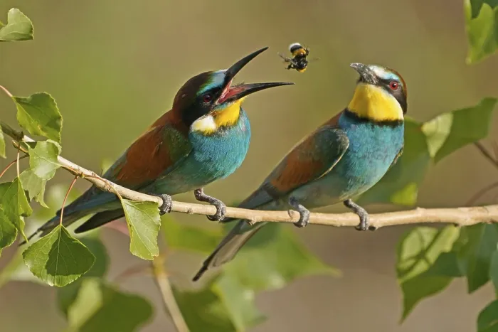 Framed Print : Bee-eater (Merops apiaster) Print, Rhineland-Palatinate, Germany Framed Print : Bee-eater (Merops apiaster) Print, Rhineland-Palatinate, Germany