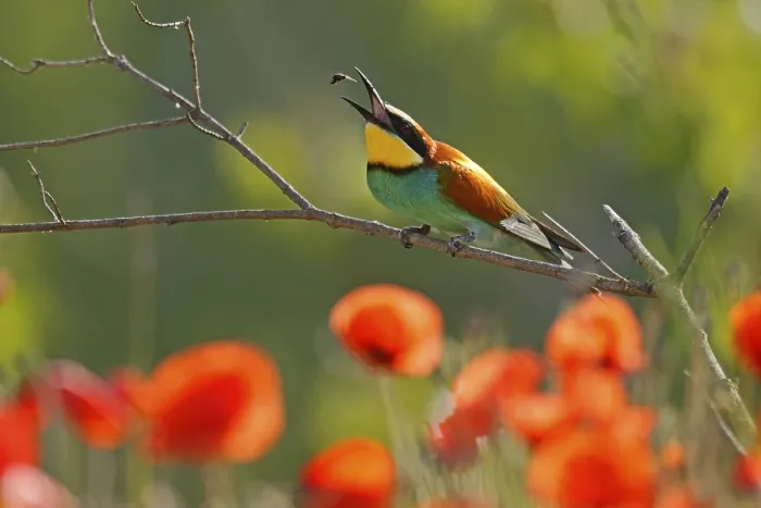 Framed Print : Bee-eater Print: Rhineland-Palatinate, Germany Framed Print : Bee-eater Print: Rhineland-Palatinate, Germany