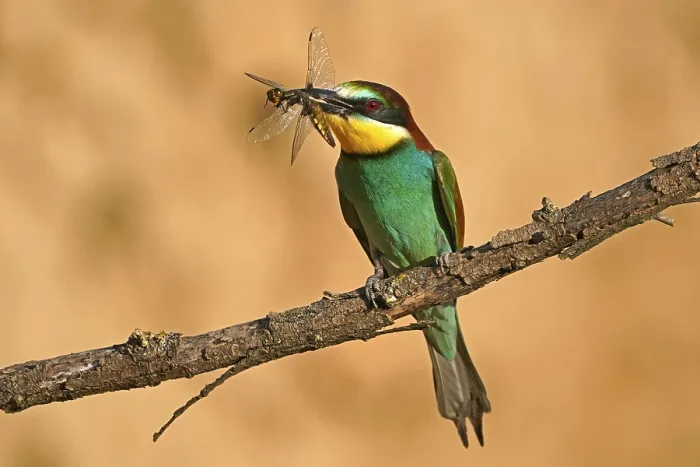 Framed Print : Bee-eater (Merops apiaster) Print, Rhineland-Palatinate, Germany Framed Print : Bee-eater (Merops apiaster) Print, Rhineland-Palatinate, Germany
