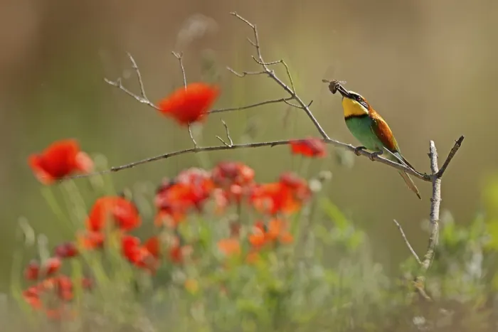 Framed Print : Bee-eater Print, Rhineland-Palatinate, Germany
