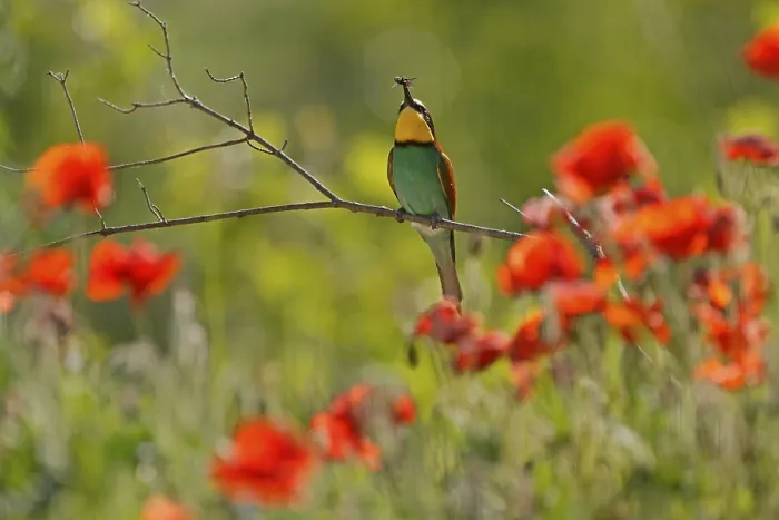 Framed Print : Bee-eater Print: Rhineland-Palatinate, Germany