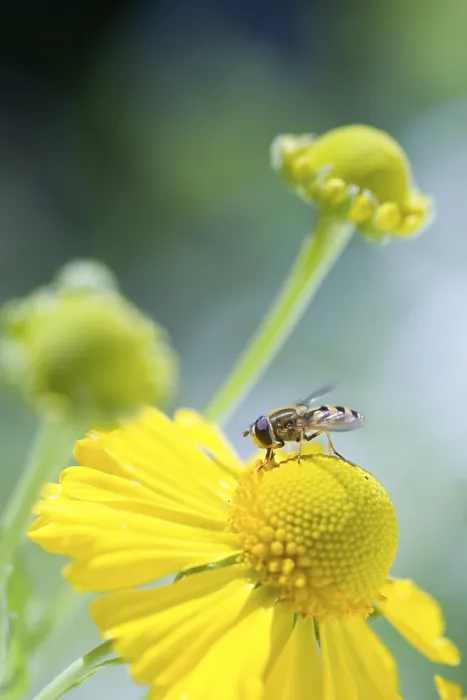 Framed Print : Bee on Flower Print Framed Print : Bee on Flower Print