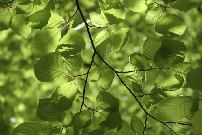 Framed Print : Beech Branches Print Framed Print : Beech Branches Print