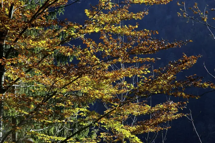 Framed Print : Beech Tree in Autumn Detail Print Framed Print : Beech Tree in Autumn Detail Print
