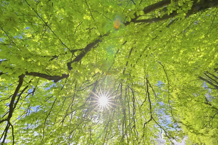 Framed Print : Beech Tree Leaves with Sun Print Framed Print : Beech Tree Leaves with Sun Print