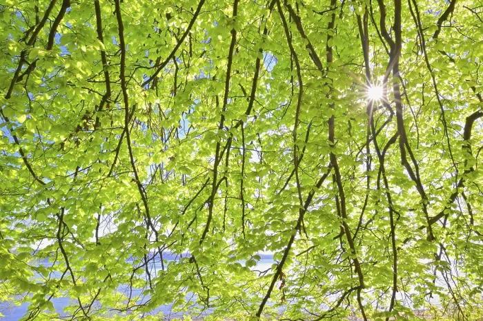Framed Print : Beech Tree Leaves with Sun Print Framed Print : Beech Tree Leaves with Sun Print
