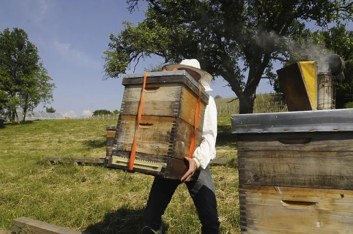 Framed Print : Beekeeper at work at the beehive Print Framed Print : Beekeeper at work at the beehive Print