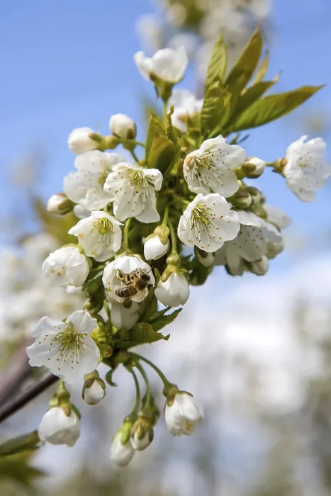 Framed Print : Bees Pollinating Cherry Blossoms Print, Germany