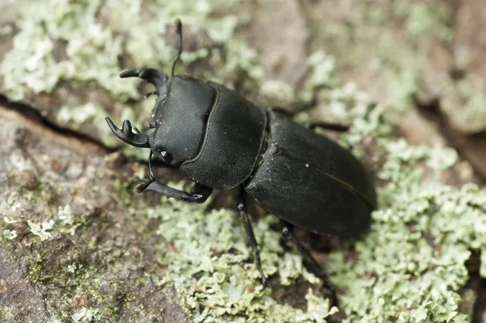 Framed Print : Beetle Print: Dorcus Parallelipipedus Framed Print : Beetle Print: Dorcus Parallelipipedus