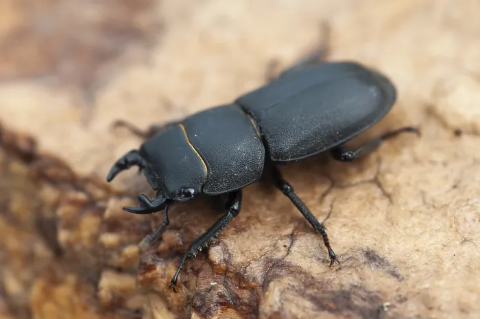 Framed Print : Beetle Print - Dorcus Parallelipipedus Male