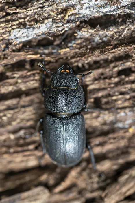 Framed Print : Beetle (Dorcus parallelipipedus) Print, Germany Framed Print : Beetle (Dorcus parallelipipedus) Print, Germany