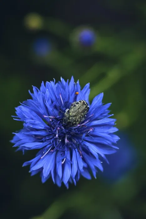 Framed Print : Beetle Hiding in a Cornflower Print Framed Print : Beetle Hiding in a Cornflower Print