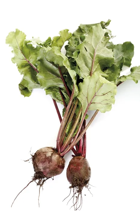 Framed Print : Beetroot Beetroot Print Framed Print : Beetroot Beetroot Print