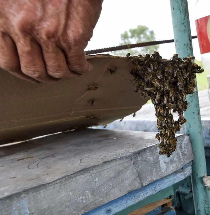 Framed Print : The Beginning of the Swarming of the Bees Print Framed Print : The Beginning of the Swarming of the Bees Print