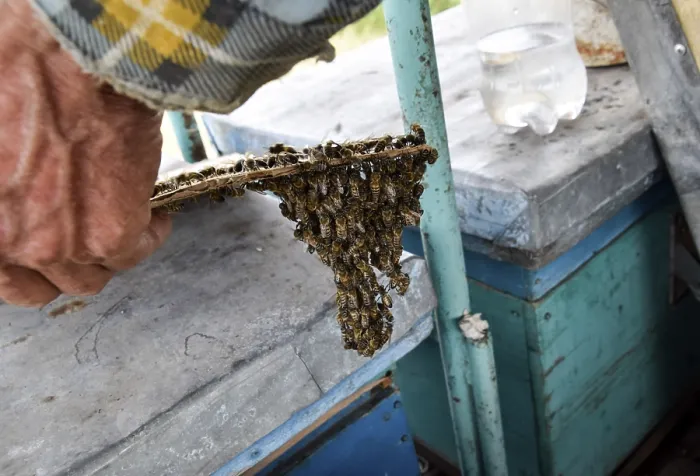 Framed Print : The Beginning of the Swarming of the Bees Print Framed Print : The Beginning of the Swarming of the Bees Print