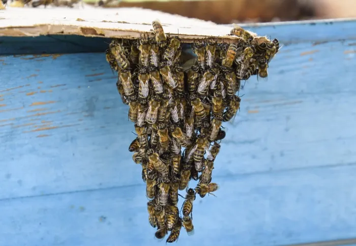 Framed Print : The Beginning of the Swarming of the Bees Print Framed Print : The Beginning of the Swarming of the Bees Print
