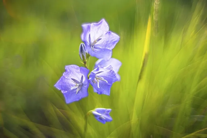 Framed Print : Bellflower Print - Campanula medium Framed Print : Bellflower Print - Campanula medium