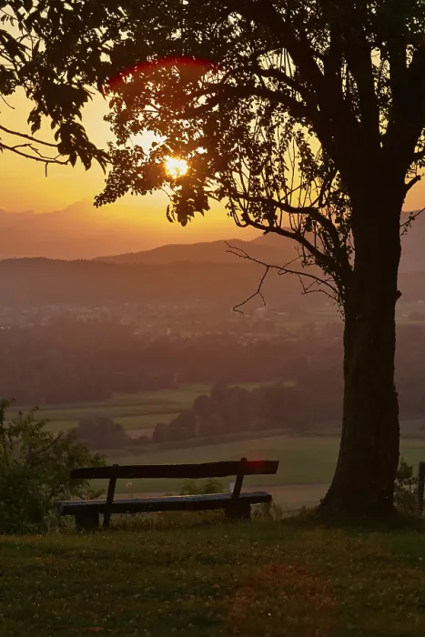 Framed Print : Bench under a tree, sunset, Podgrad Print Framed Print : Bench under a tree, sunset, Podgrad Print