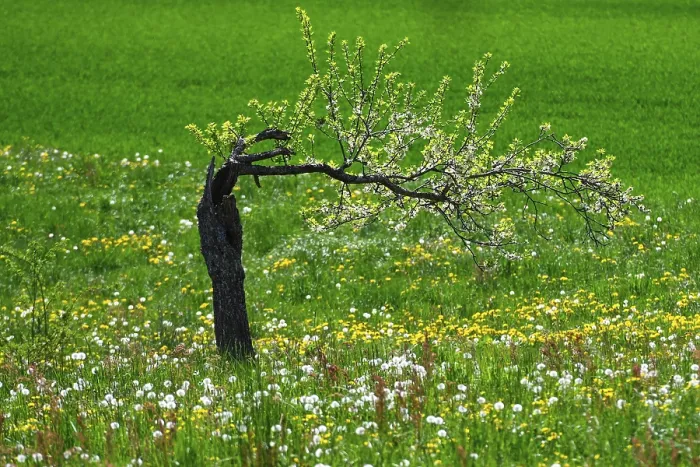 Framed Print : Bent Tree with Blossoms Print Framed Print : Bent Tree with Blossoms Print