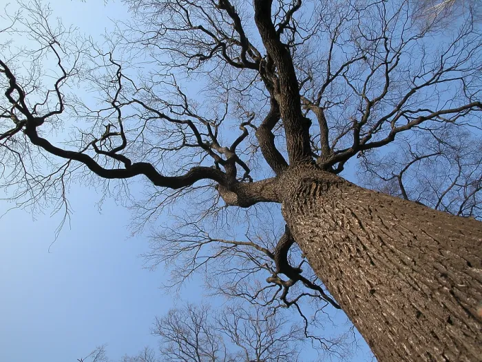 Framed Print : A Big Tree from the Bottom Up Print