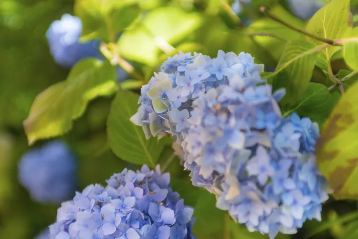 Framed Print : Bigleaf Hydrangea Print - Mecklenburg Lake District, Germany Framed Print : Bigleaf Hydrangea Print - Mecklenburg Lake District, Germany