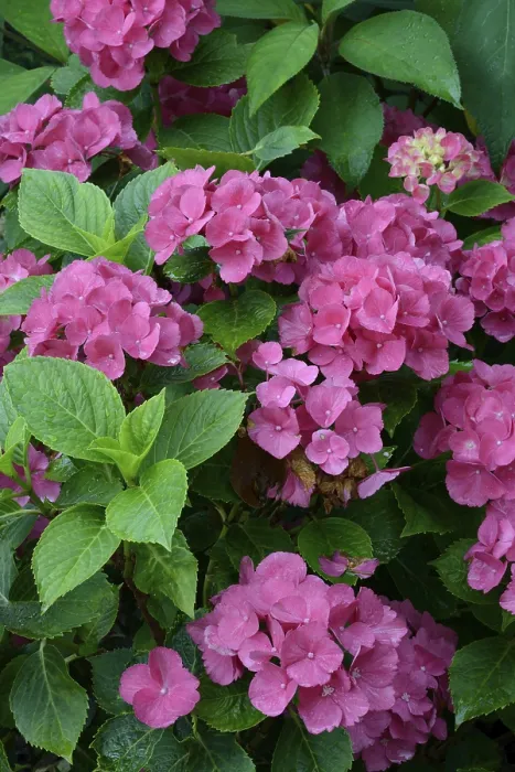 Framed Print : Bigleaf Hydrangea (Hydrangea macrophylla) Print, Germany Framed Print : Bigleaf Hydrangea (Hydrangea macrophylla) Print, Germany
