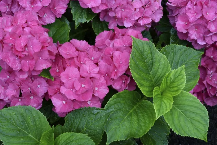 Framed Print : Bigleaf Hydrangea Print, Germany Framed Print : Bigleaf Hydrangea Print, Germany