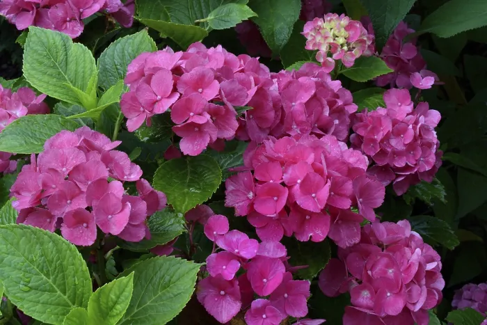 Framed Print : Bigleaf Hydrangea Print, Flowering in Germany Framed Print : Bigleaf Hydrangea Print, Flowering in Germany
