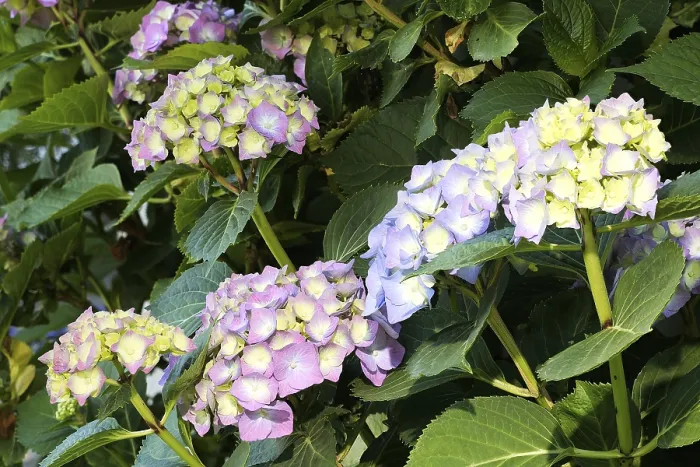 Framed Print : Bigleaf hydrangea flowering Print, Germany Framed Print : Bigleaf hydrangea flowering Print, Germany