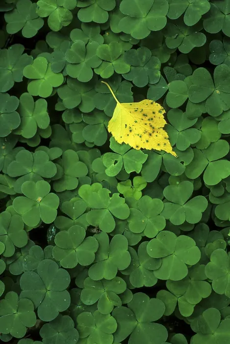 Framed Print : Birch Leaf on Clover Print Framed Print : Birch Leaf on Clover Print