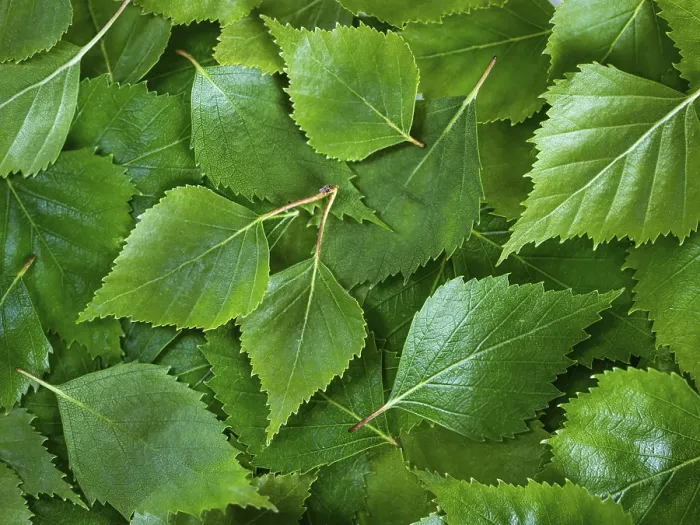 Framed Print : Spring Birch Leaf Print - Flat Lay Canvas