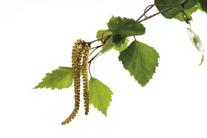 Framed Print : Birch Pollen Print Framed Print : Birch Pollen Print