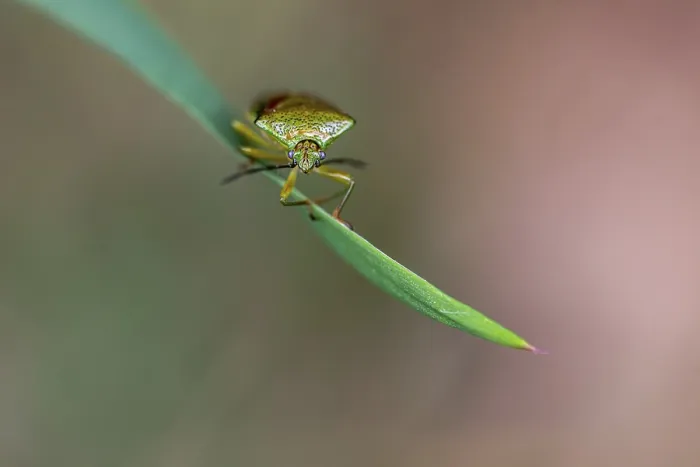 Framed Print : Birch Shieldbug Print on Grass Framed Print : Birch Shieldbug Print on Grass